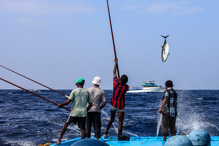 Pole line tuna fishing: Tuna fishing