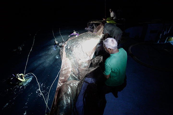 Pole line tuna fishing: bait fishing