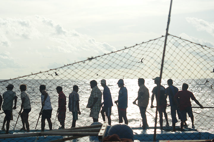 Pole line tuna fishing: Fishing at Dawn