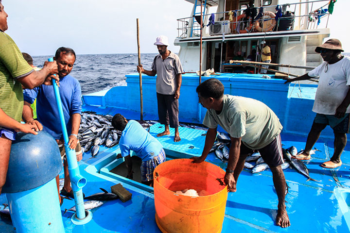 Pole line tuna fishing: Sorting fish on deck