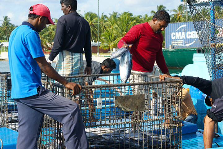 Pole line tuna fishing: Sorting the tuna back at dockside