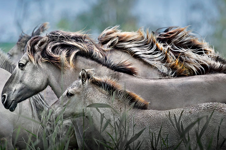 NHM Book: The Masters of Nature Photography : JIM BRANDENBURG HORSE SPIRIT