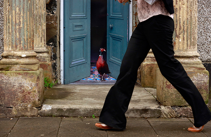 Artworks cover buildings: A pheasant in a grand doorway
