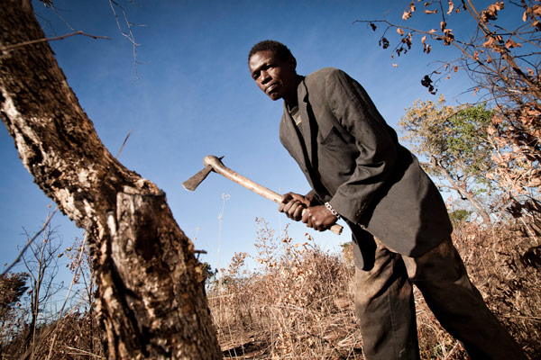 Reforestation in Zambia: A charcoal burner cuts down a tree 