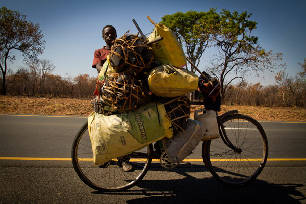 Reforestation in Zambia: careless cutting of trees