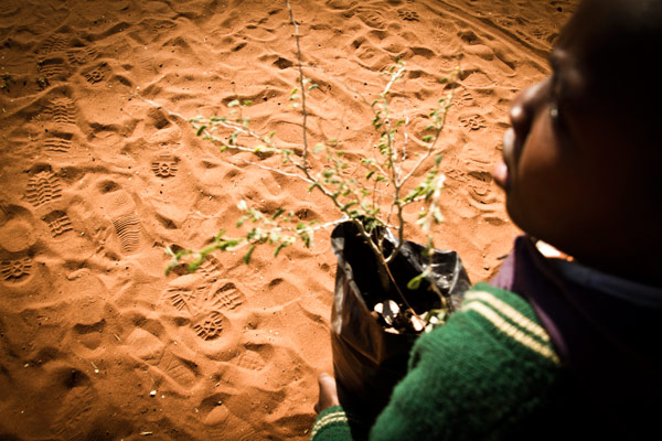 Reforestation in Zambia: Trees for Zambia has a large focus on conservation education 