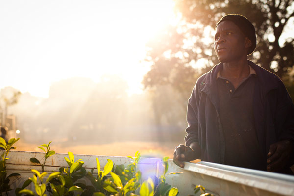 Reforestation in Zambia: Lloyd Maanyina used to be a charcoal burner