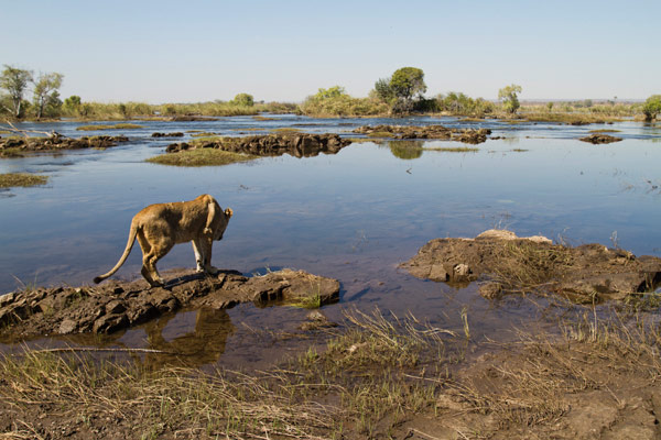 Reforestation in Zambia: Lion Encounters 