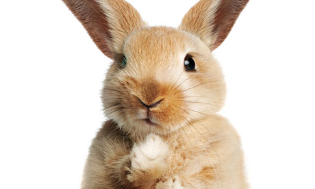 This rabbit is extremely disappointed in you – and possibly in a listicle somewhere.