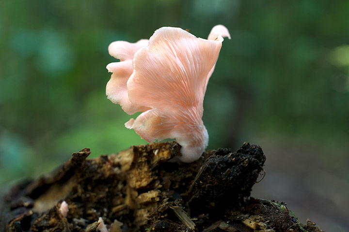 Alex Atala: Amazon mushrooms: pleurotus djamor