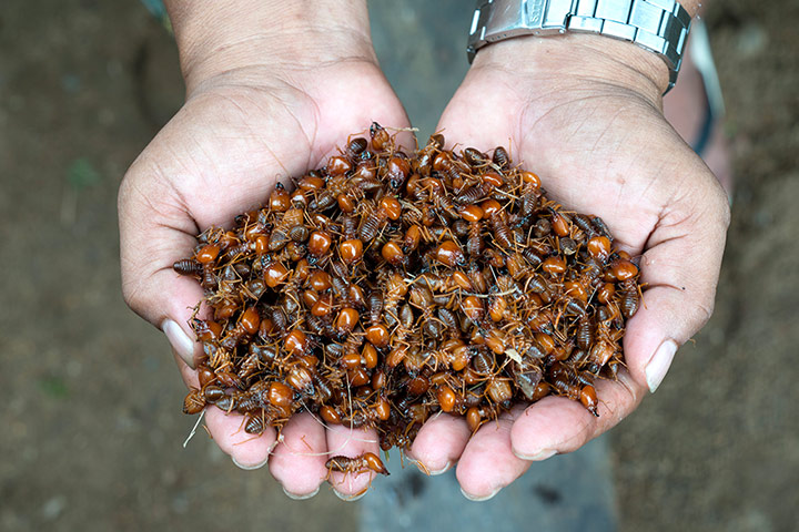 Alex Atala: Baniwa food - Maniwara