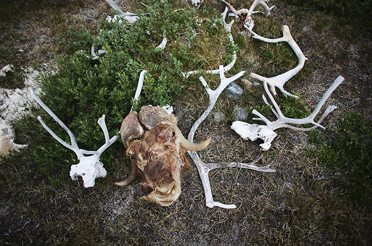 Greenland: Greenland:  A Laboratory For The Symptoms Of Global Warming