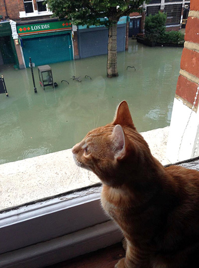 Herne Hill flood: Heston the cat has a look at the damage