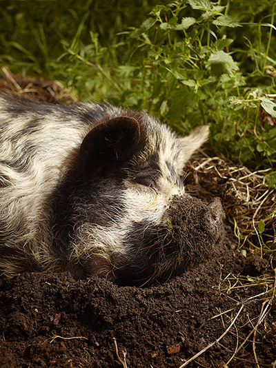 Pigs: Kune Kune Pigs