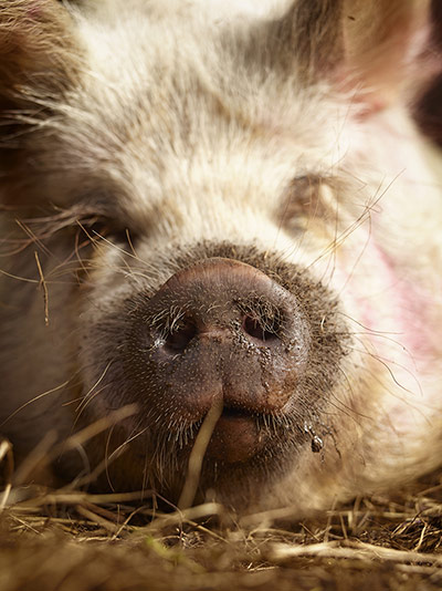 Pigs: Tracy Marchioness of Worcester and her 'Kune Kune' pigs