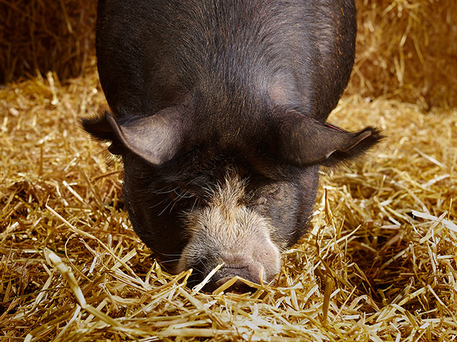 Pigs: Choller Farm