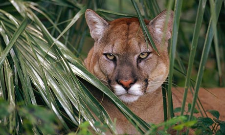 cougar