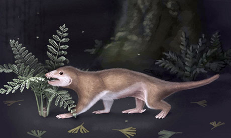 Jurassic squirrel evolution of mammals