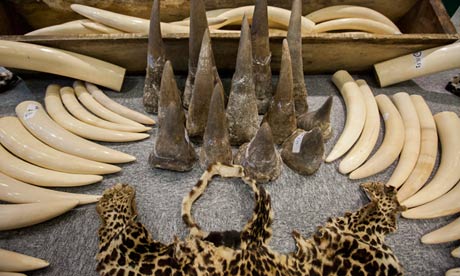 Hong Kong customs illegal wildlife products Nigeria