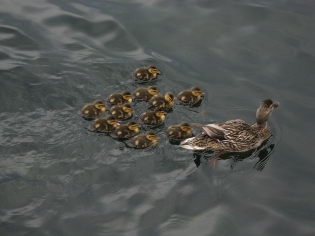 ducklings in Ontario - witness wildlife july