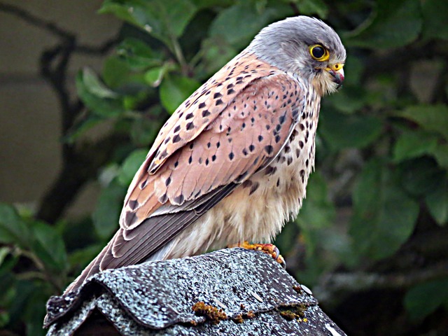 Kestrel on the bird table - witness wildlife july