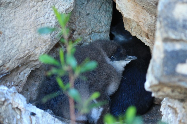 Little Blue Penguin Chick - witness wildlife july