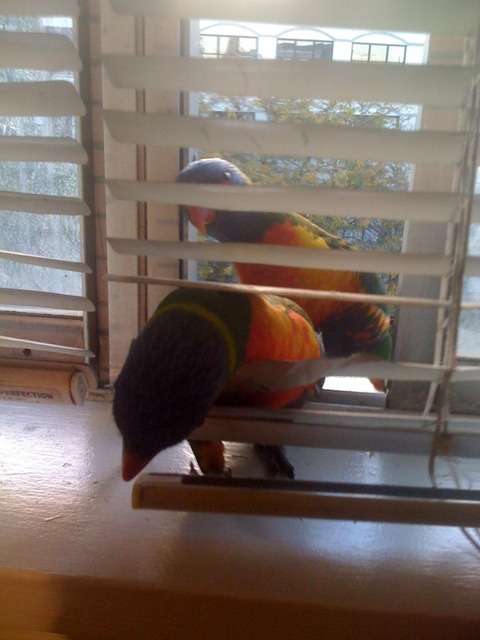 wild lorikeets - witness wildlife july