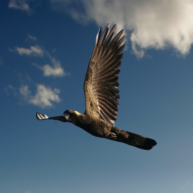 Black Cockatoo over Wentworth Falls - witness wildlife july