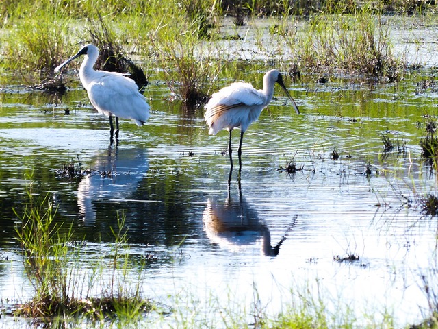spoonbills - witness wildlife july