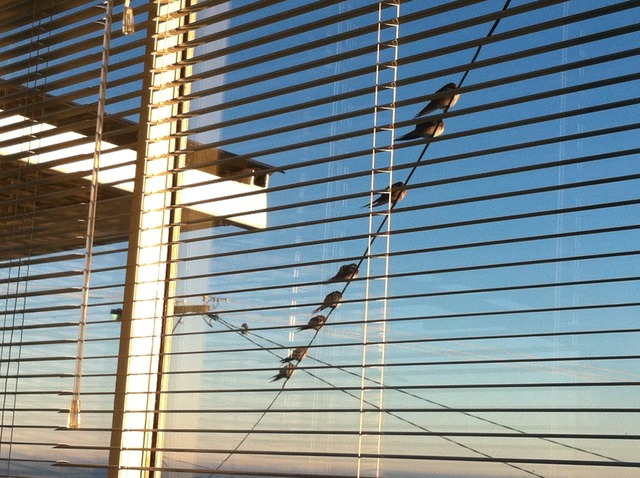 Welcome Swallows - wildlife witness july