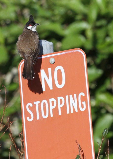 bulbul - witness wildlife july