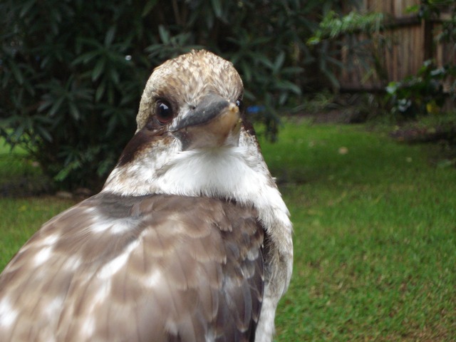 kookaburra - wildlife witness july