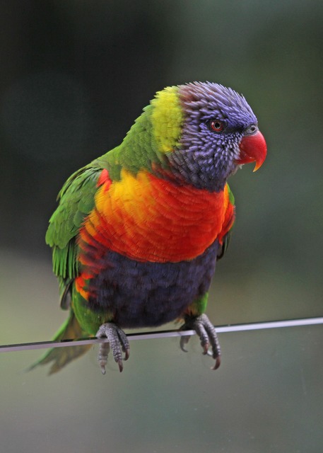 Rainbow Lorikeet at Taronga Zoo cafe - wildlife witness july