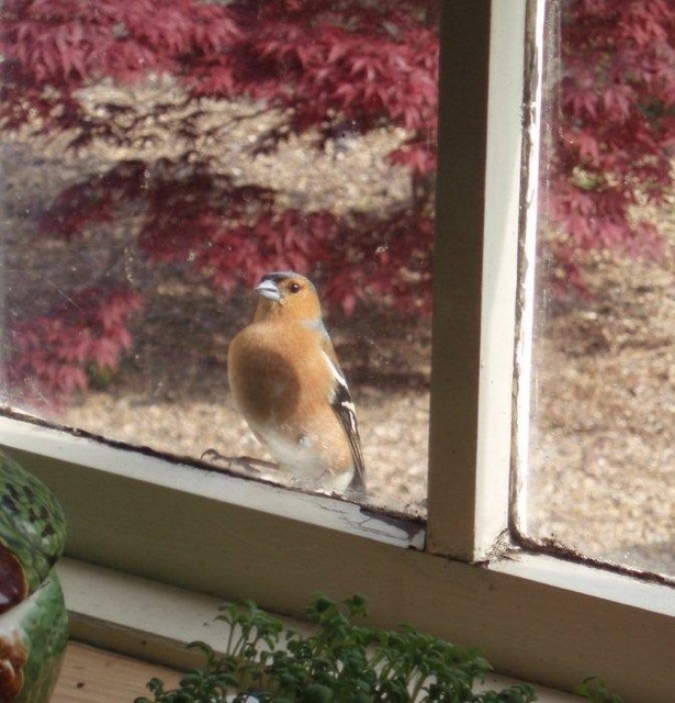 Chaffinch at the window - witness wildlife july