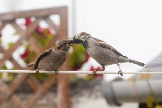 Witness wildlife July: sparrows