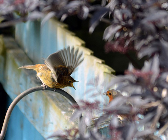 Witness wildlife July: juvenile robin witness wildlife july
