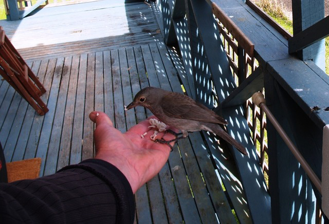 Witness wildlife July: shrike thrush witness wildlife july