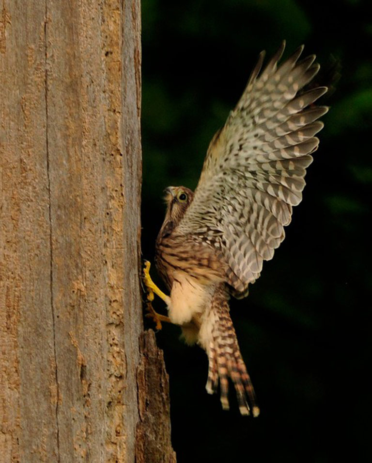 kestrel witness wildlife july