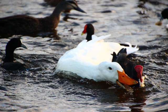 Witness wildlife July: geese witness wildlife july