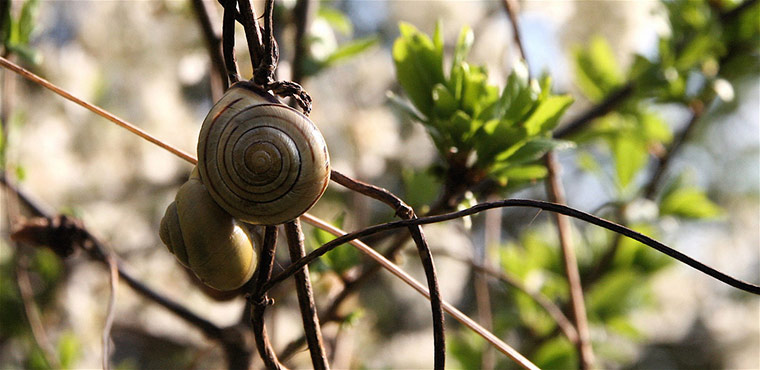 Green Shoots: wildlife in the garden