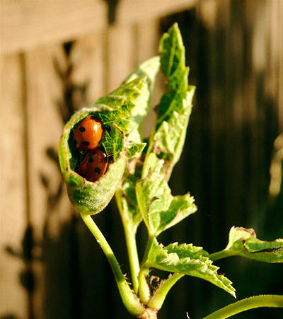 Green Shoots: about Wildlife in Garden