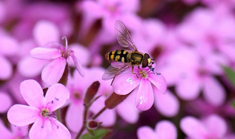 Green Shoots: wildlife in the garden