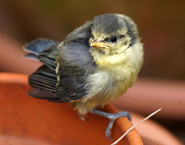 Green Shoots: wildlife in the garden