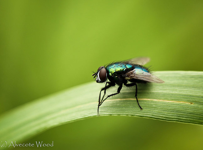 Green Shoots: wildlife in the garden