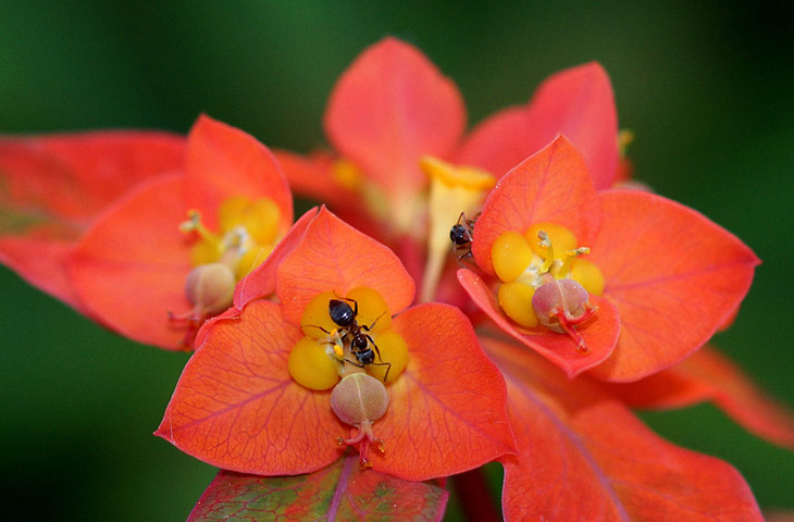 Green Shoots: wildlife in the garden