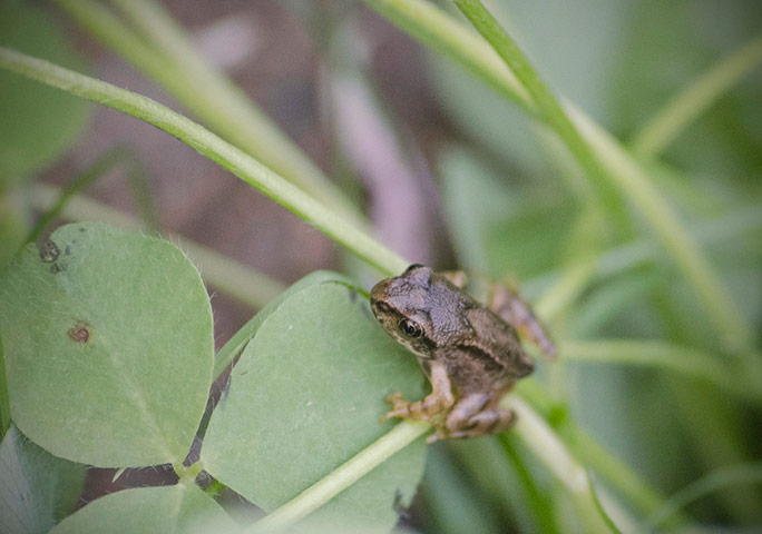 Green Shoots: about Wildlife in Garden