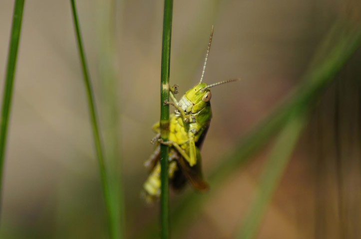 Green Shoots: wildlife in the garden