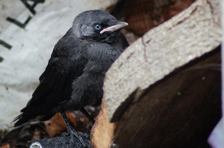 Green Shoots: wildlife in the garden