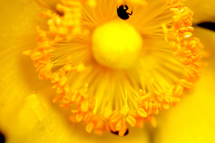 Green Shoots: wildlife in the garden