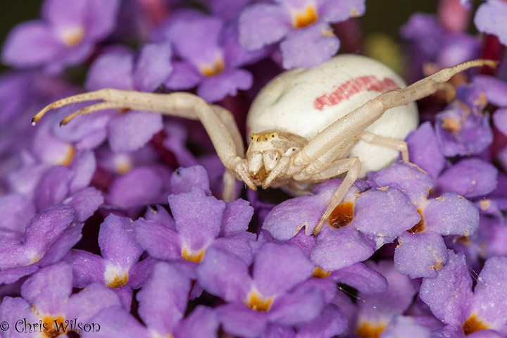 Green Shoots: wildlife in the garden